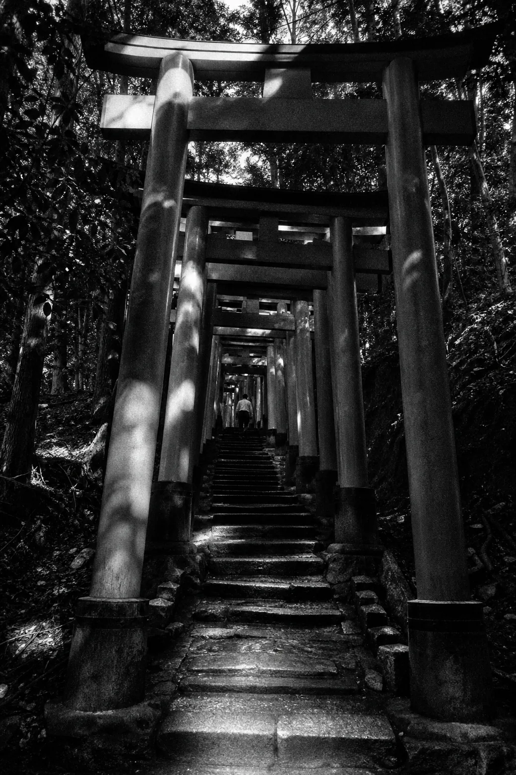 A tunnel of vermilion torii gates climbing a wooded hillside