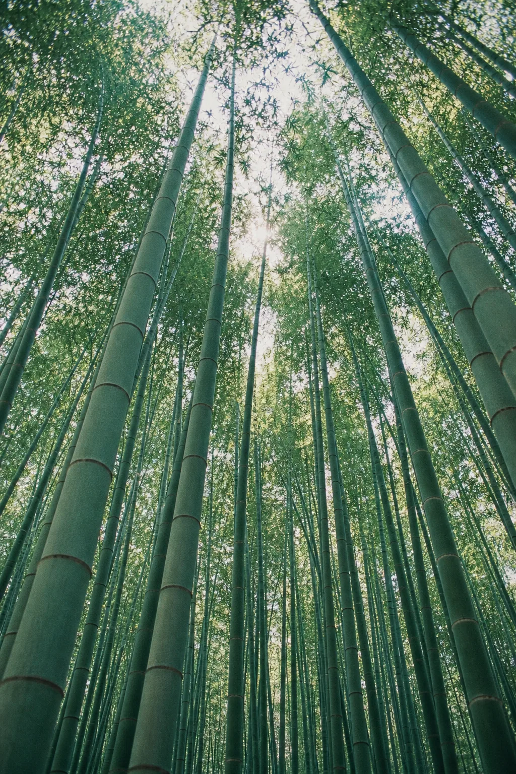Tall bamboo stalks converging towards a pale sky